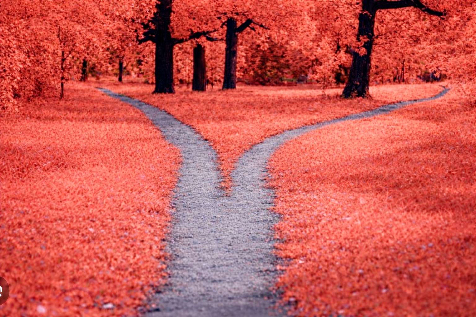 Life transitions therapy in Greenwich and Blackheath with branching path through coral landscape